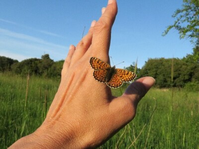 Oduševljeni mali i veliki istraživanjem kukaca u prirodi