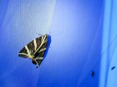 Oduševljeni mali i veliki istraživanjem kukaca u prirodi