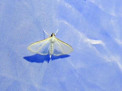 Oduševljeni mali i veliki istraživanjem kukaca u prirodi