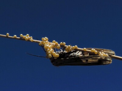 Oduševljeni mali i veliki istraživanjem kukaca u prirodi