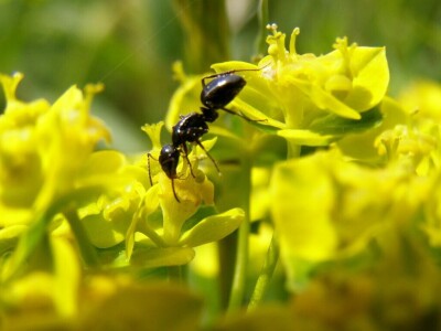 Oduševljeni mali i veliki istraživanjem kukaca u prirodi