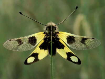 Oduševljeni mali i veliki istraživanjem kukaca u prirodi