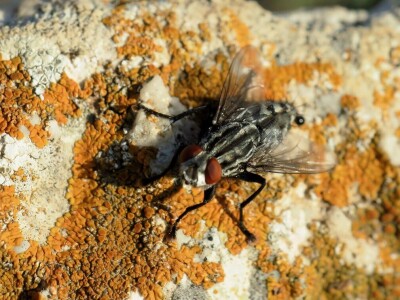 Oduševljeni mali i veliki istraživanjem kukaca u prirodi