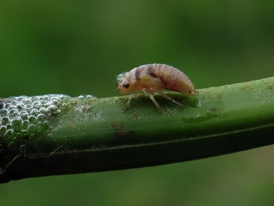 Oduševljeni mali i veliki istraživanjem kukaca u prirodi