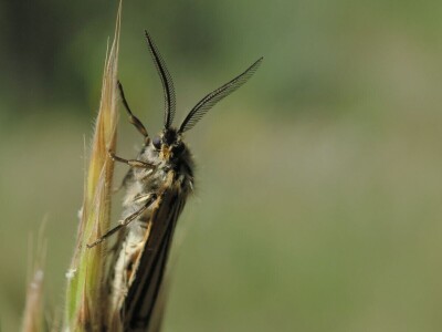 Oduševljeni mali i veliki istraživanjem kukaca u prirodi