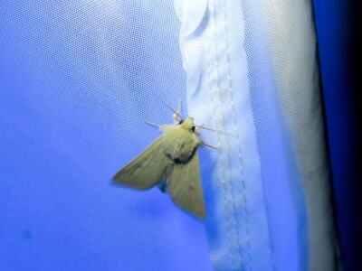 Oduševljeni mali i veliki istraživanjem kukaca u prirodi