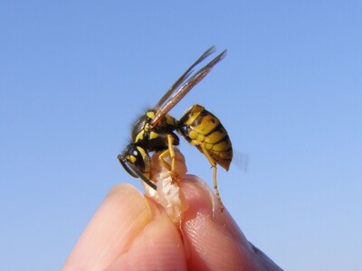 Oduševljeni mali i veliki istraživanjem kukaca u prirodi