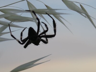 Oduševljeni mali i veliki istraživanjem kukaca u prirodi