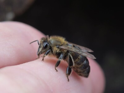 Oduševljeni mali i veliki istraživanjem kukaca u prirodi