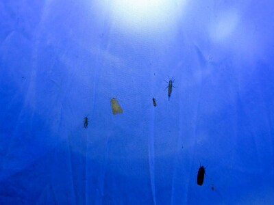 Oduševljeni mali i veliki istraživanjem kukaca u prirodi