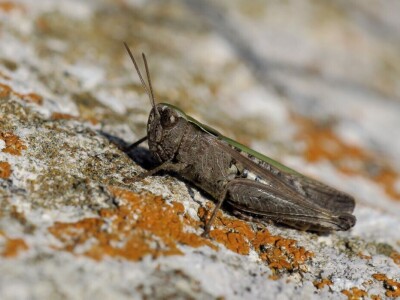 Oduševljeni mali i veliki istraživanjem kukaca u prirodi