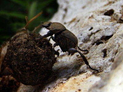 Oduševljeni mali i veliki istraživanjem kukaca u prirodi