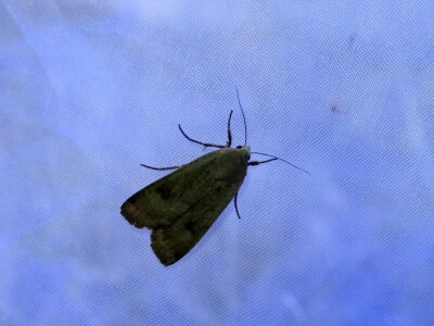 Oduševljeni mali i veliki istraživanjem kukaca u prirodi