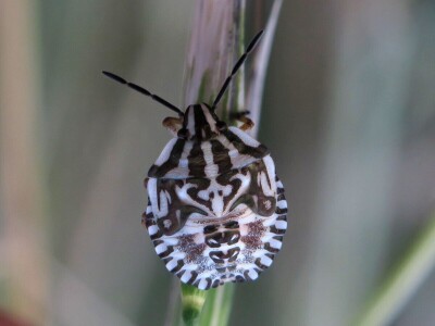 Oduševljeni mali i veliki istraživanjem kukaca u prirodi