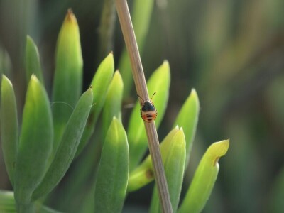 Oduševljeni mali i veliki istraživanjem kukaca u prirodi