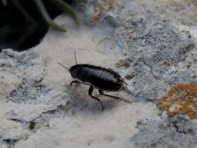Oduševljeni mali i veliki istraživanjem kukaca u prirodi