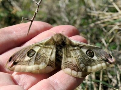Oduševljeni mali i veliki istraživanjem kukaca u prirodi