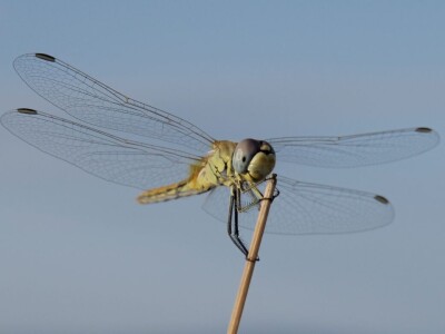 Oduševljeni mali i veliki istraživanjem kukaca u prirodi