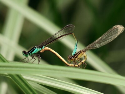 Oduševljeni mali i veliki istraživanjem kukaca u prirodi