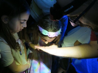 Oduševljeni mali i veliki istraživanjem kukaca u prirodi