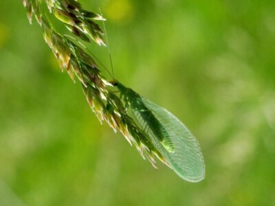 Oduševljeni mali i veliki istraživanjem kukaca u prirodi