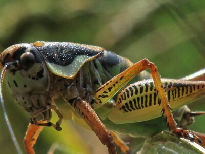 Oduševljeni mali i veliki istraživanjem kukaca u prirodi