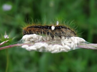 Oduševljeni mali i veliki istraživanjem kukaca u prirodi