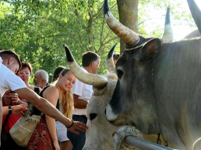 Smotra istarskih volova