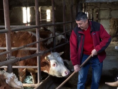 Odustao od proizvodnje mlijeka i okrenuo se tovu bikova i svinjogojstvu