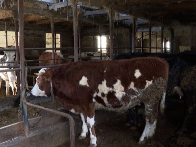 Odustao od proizvodnje mlijeka i okrenuo se tovu bikova i svinjogojstvu