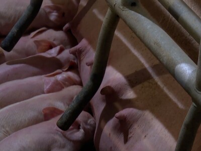 Odustao od proizvodnje mlijeka i okrenuo se tovu bikova i svinjogojstvu