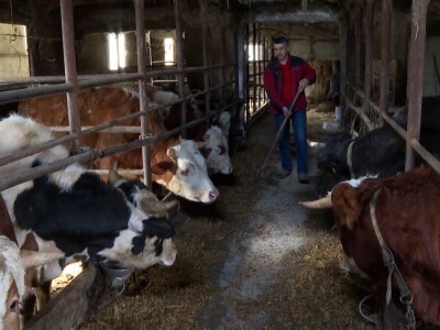 Odustao od proizvodnje mlijeka i okrenuo se tovu bikova i svinjogojstvu