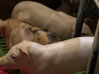 Odustao od proizvodnje mlijeka i okrenuo se tovu bikova i svinjogojstvu
