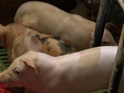 Odustao od proizvodnje mlijeka i okrenuo se tovu bikova i svinjogojstvu