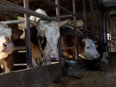 Odustao od proizvodnje mlijeka i okrenuo se tovu bikova i svinjogojstvu