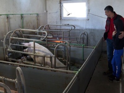 Odustao od proizvodnje mlijeka i okrenuo se tovu bikova i svinjogojstvu