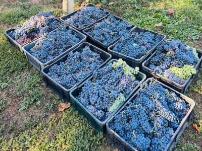 Oficirka u poljoprivrednim vodama