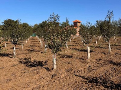 Oficirka u poljoprivrednim vodama