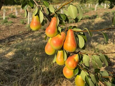 Oficirka u poljoprivrednim vodama