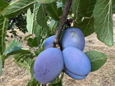 Oficirka u poljoprivrednim vodama