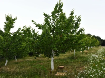 Trešnje