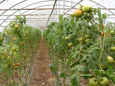 Pardajaz u jesen foto:Ognjen Plavšić