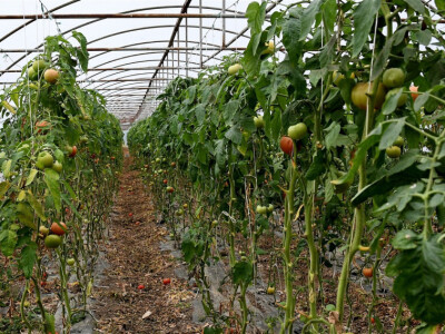 Paradajz pri kraju rod foto:O.Plavšić