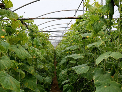 Krastavac u jesen foto:O.Plavšić