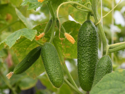 Krastavc foto:O.Plavšić