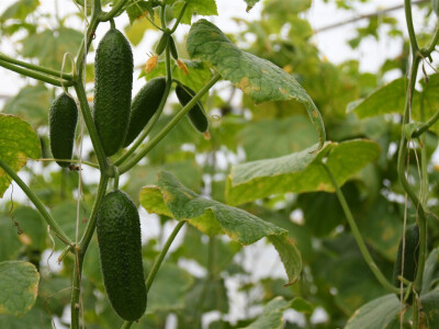 Krastavac u plasteniku foto:O.Plavšić