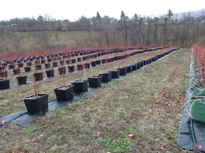 Ogledni zasad i meterološka stanica u Kačeru