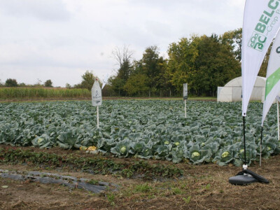 Timac ago - Dan polja kupusa