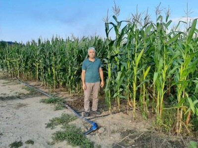 Ogledno polje pod kukuruzom