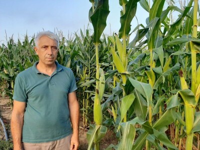 Ogledno polje pod kukuruzom